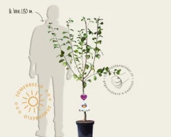 Prunus domestica 'Czar' - laagstam