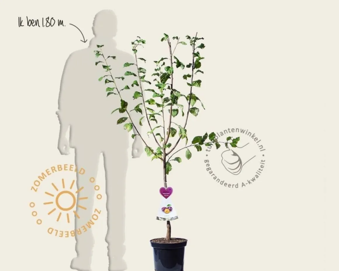 Prunus domestica 'Czar' - laagstam