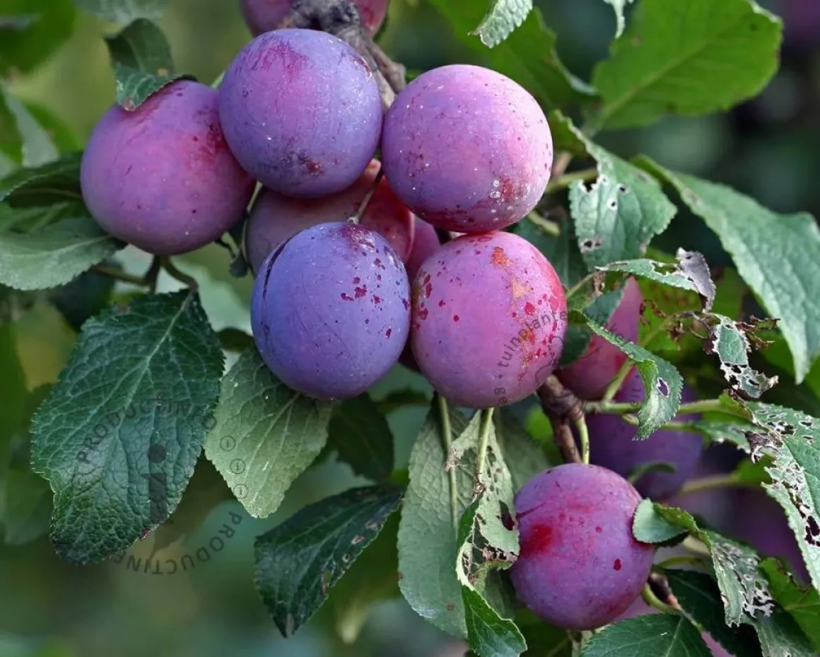 Prunus domestica 'Czar' - laagstam