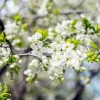 Prunus domestica 'Czar' - mini