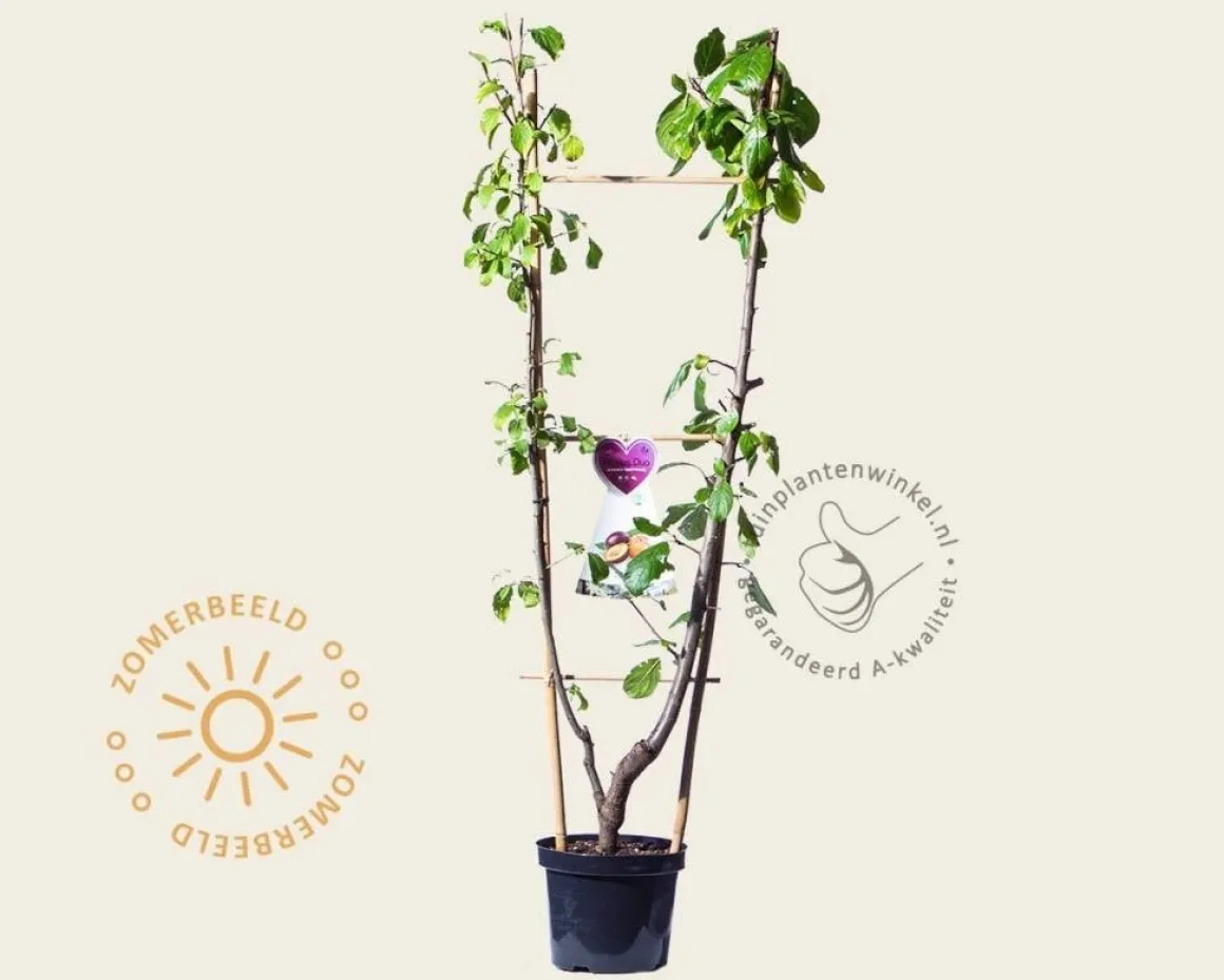 Prunus domestica DUO 'Victoria & Opal'