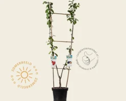 Prunus domestica DUO 'Victoria' & 'Hauszwetsche'