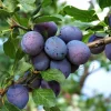 Prunus domestica 'Hauszwetsche' - laagstam