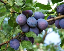 Prunus domestica 'Hauszwetsche' - laagstam