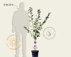 Prunus domestica 'Hauszwetsche' - laagstam