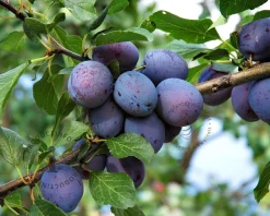 Prunus domestica 'Hauszwetsche' - halfstam