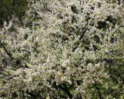 Prunus domestica 'Hauszwetsche' - halfstam