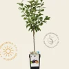 Prunus domestica 'Hauszwetsche' - mini