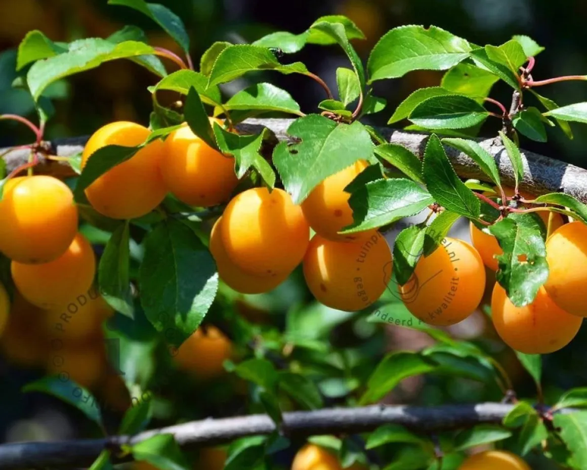 Prunus domestica 'Mirabelle de Nancy' - halfstam