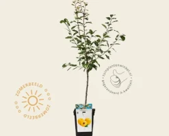 Prunus domestica 'Mirabelle de Nancy' - mini