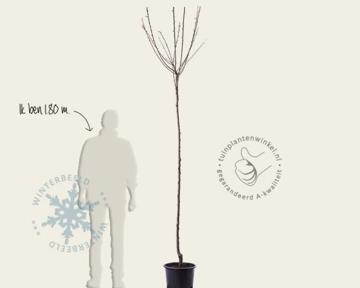 Prunus domestica 'Mirabelle de Nancy' - hoogstam