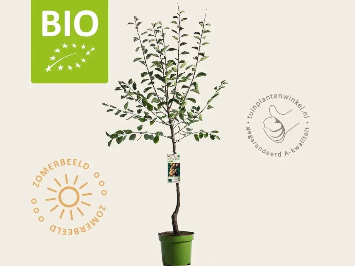 Prunus domestica 'Mirabelle de Nancy' - BIO laagstam