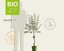 Prunus domestica 'Mirabelle de Nancy' - BIO laagstam