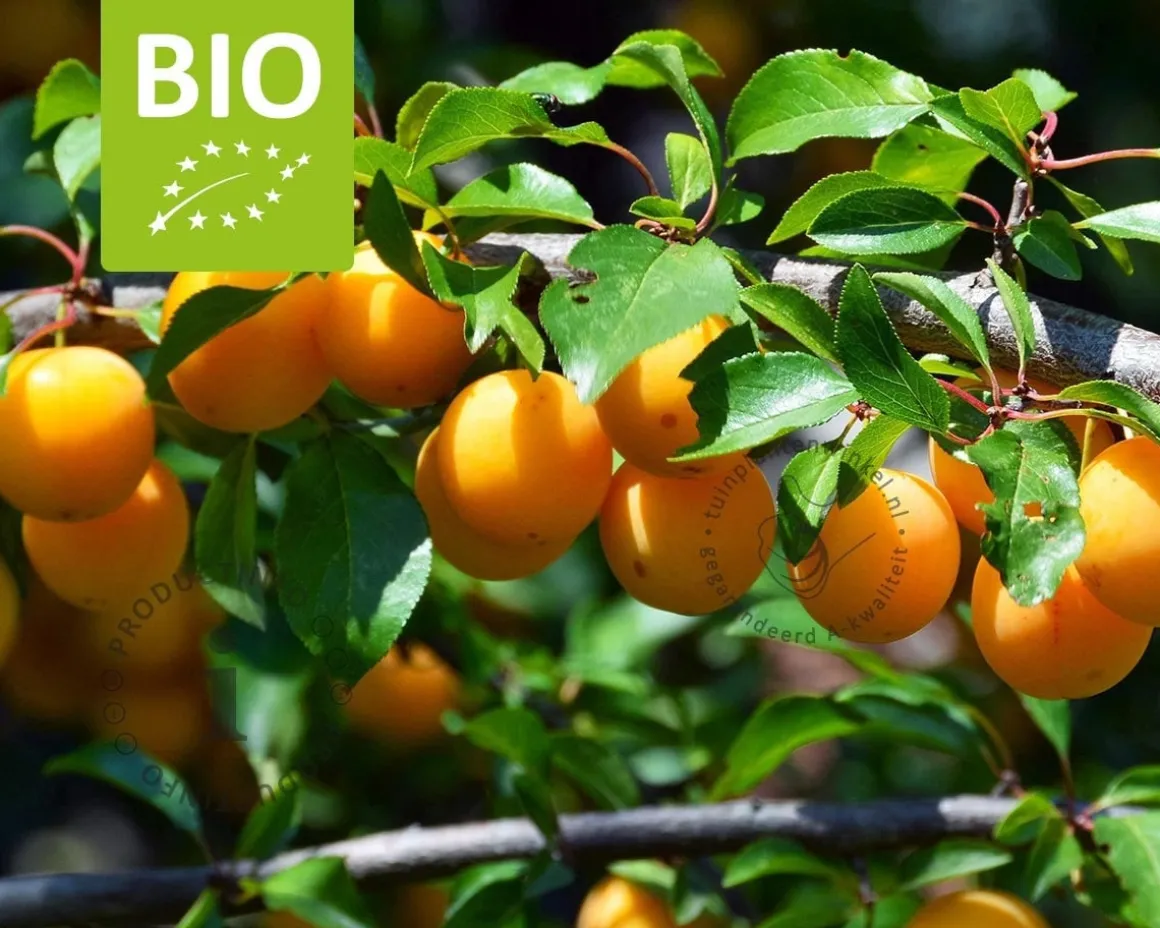Prunus domestica 'Mirabelle de Nancy' - BIO halfstam