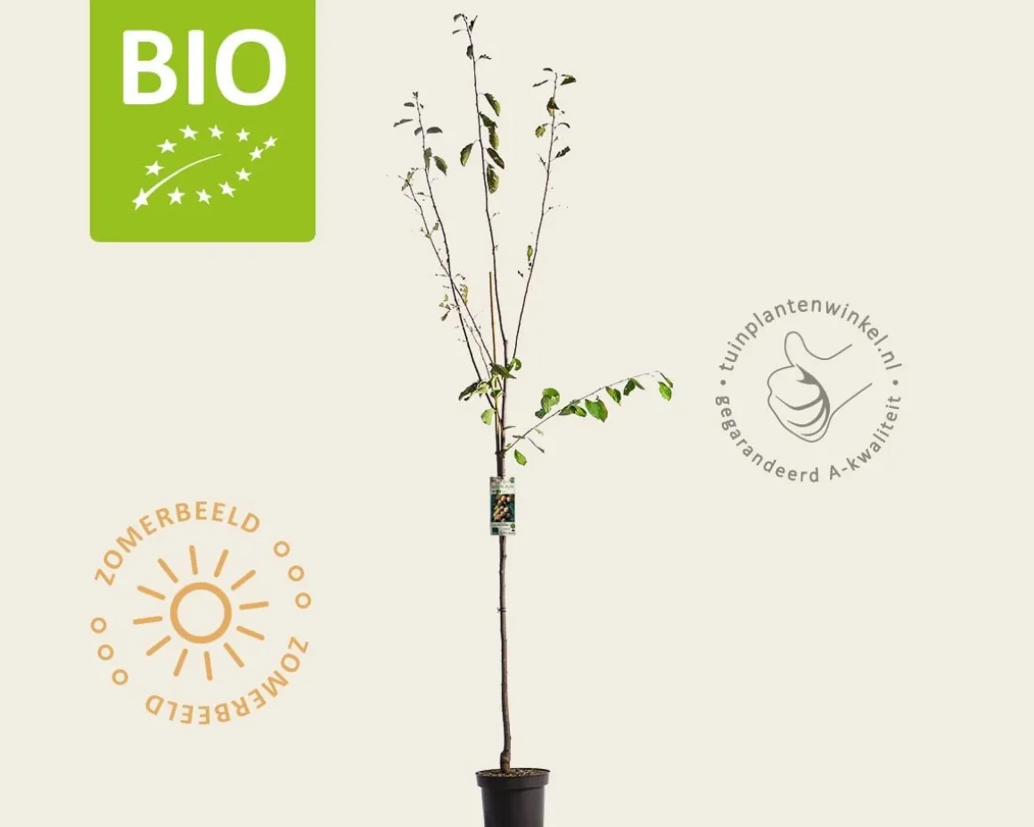 Prunus domestica 'Mirabelle de Nancy' - BIO halfstam