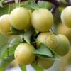 Prunus domestica 'Ontario' - halfstam