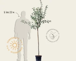 Prunus domestica 'Ontario' - halfstam