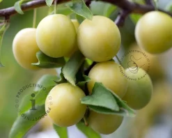Prunus domestica 'Ontario' - laagstam