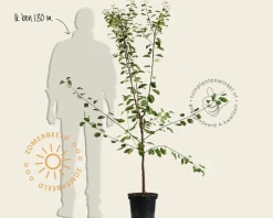 Prunus domestica 'Ontario' - laagstam