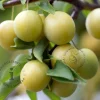 Prunus domestica 'Ontario' - mini