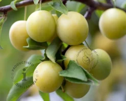 Prunus domestica 'Ontario' - mini