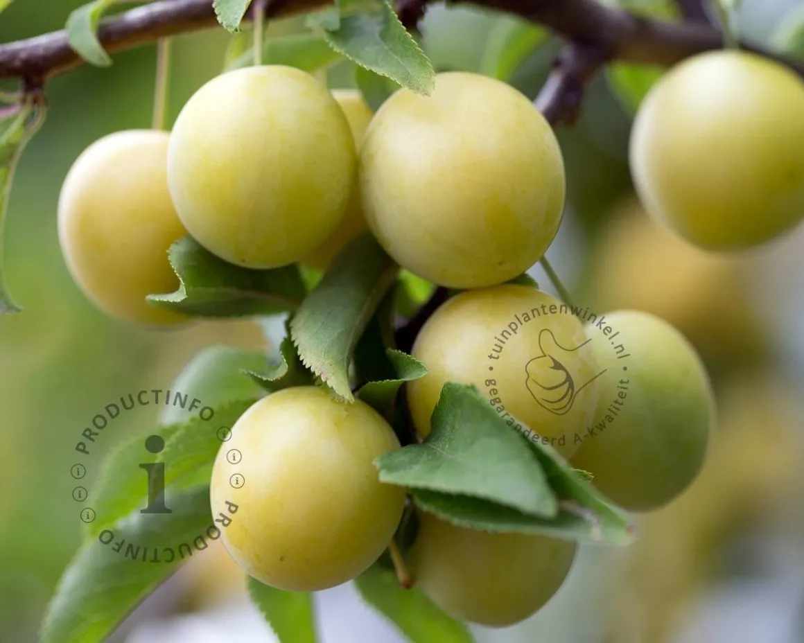 Prunus domestica 'Ontario' - mini