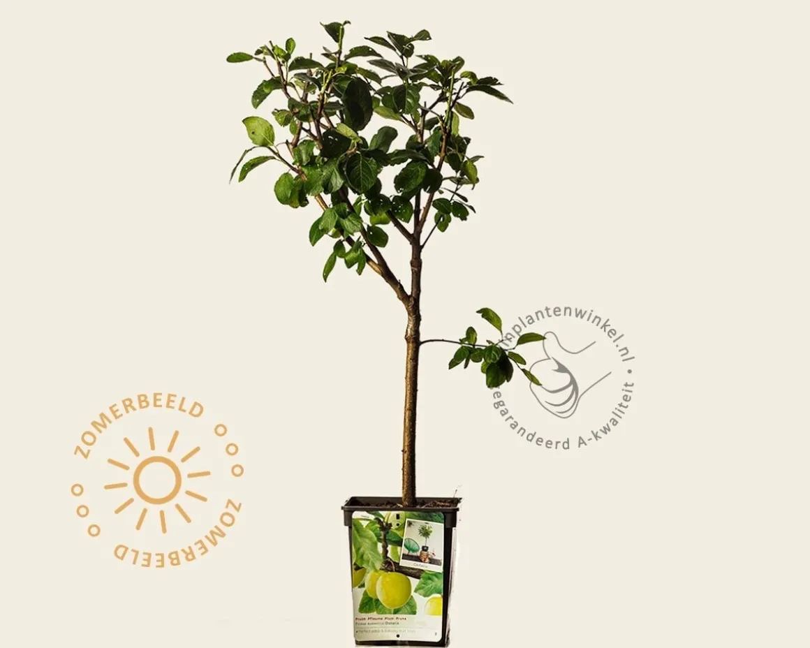 Prunus domestica 'Ontario' - mini