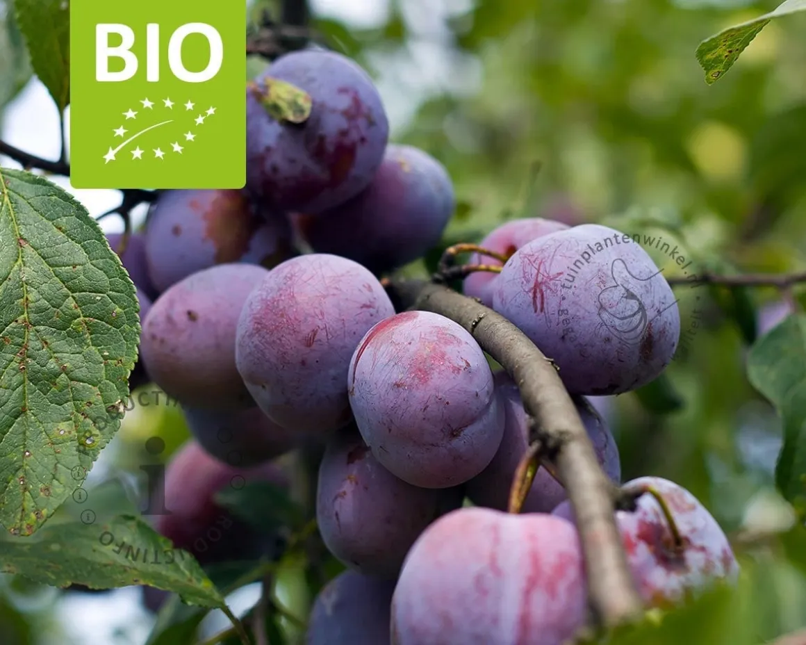 Prunus domestica 'Opal' - BIO halfstam