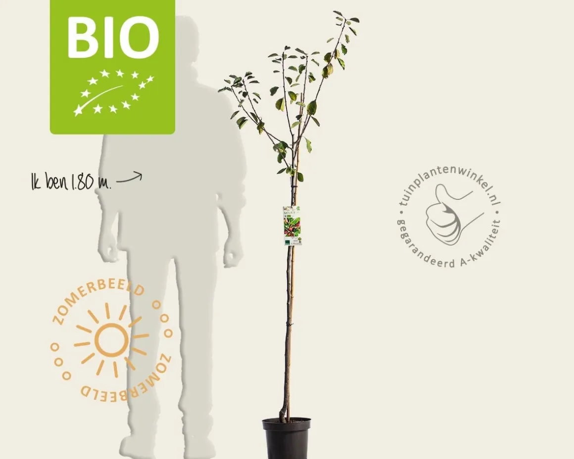 Prunus domestica 'Opal' - BIO halfstam