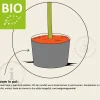 Prunus domestica 'Opal' - BIO laagstam