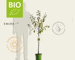 Prunus domestica 'Opal' - BIO laagstam