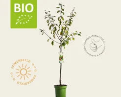Prunus domestica 'Opal' - BIO laagstam