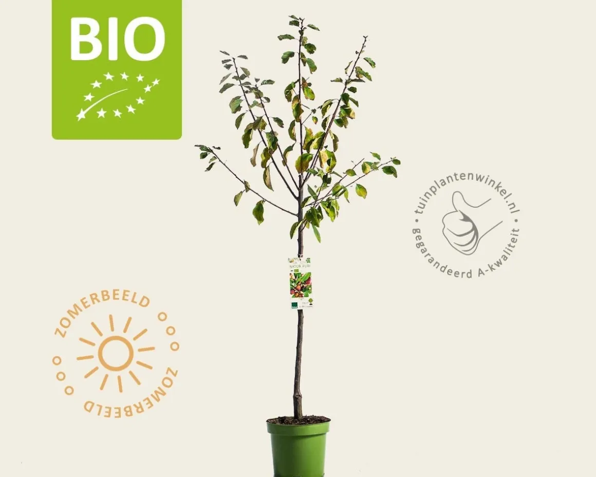 Prunus domestica 'Opal' - BIO laagstam