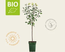 Prunus domestica 'Opal' - BIO mini