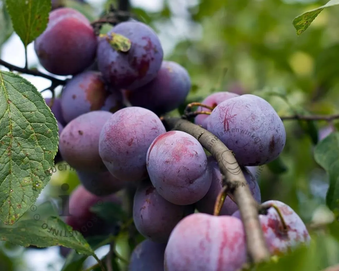 Prunus domestica 'Opal' - dubbele U-vorm