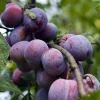 Prunus domestica 'Opal' - halfstam extra