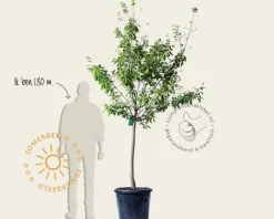 Prunus domestica 'Opal' - halfstam extra