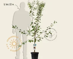 Prunus domestica 'Opal' - laagstam