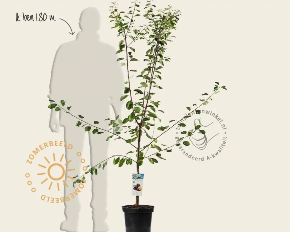 Prunus domestica 'Opal' - laagstam