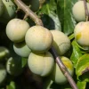 Prunus domestica 'Reine Claude Verte' - laagstam