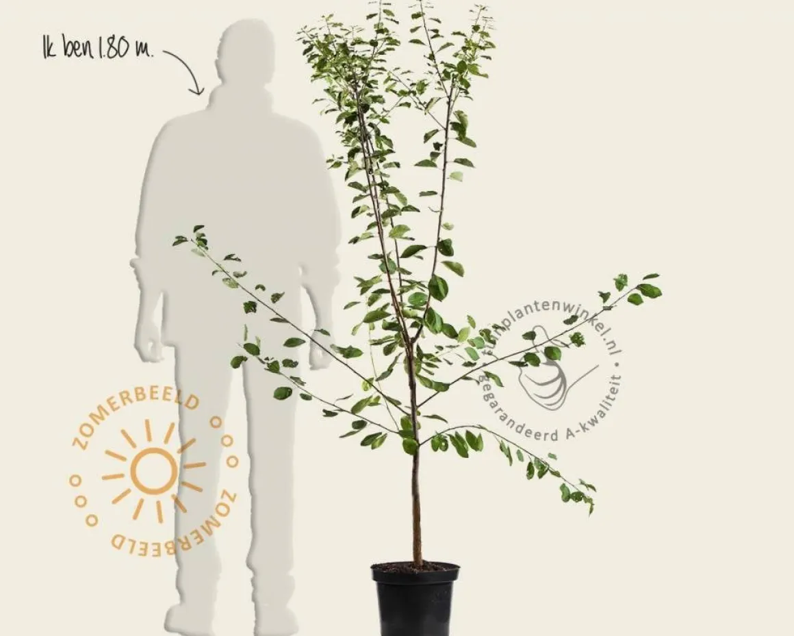 Prunus domestica 'Reine Claude Verte' - laagstam