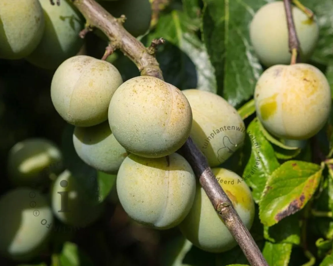 Prunus domestica 'Reine Claude Verte' - hoogstam