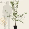 Prunus domestica 'Reine Claude D'Althan' - laagstam