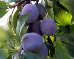 Prunus domestica 'Reine Claude D'Althan' - laagstam
