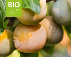 Prunus domestica 'Reine Claude D'Oullins' - BIO laagstam
