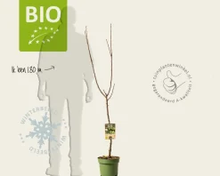 Prunus domestica 'Reine Claude D'Oullins' - BIO laagstam