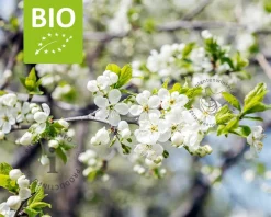 Prunus domestica 'Reine Claude D'Oullins' - BIO laagstam