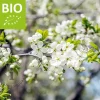 Prunus domestica 'Reine Claude D'Oullins' - BIO halfstam