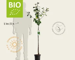 Prunus domestica 'Reine Claude D'Oullins' - BIO halfstam
