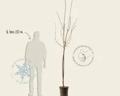 Prunus domestica 'Stanley' - halfstam